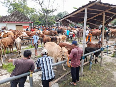 Sukoharjo Köyü, Surakarta, Central Java Endonezya, 2 Ağustos 2020: Bekonang sığır pazarında ekonomik faaliyet, tüccarlar inek, sığır, temiz.