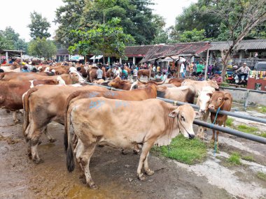 Sukoharjo Köyü, Central Java Endonezya, 2 Ağustos 2020: Bekonang sığır pazarında ekonomik faaliyet, tüccarlar inek, sığır, temiz.