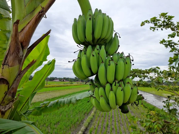 Зеленый Банан Фрукты Саду Природа Питание Вид Сверху — стоковое фото