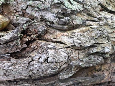 Kahverengi kabuklu ağaç gövdesine yakın çekim.