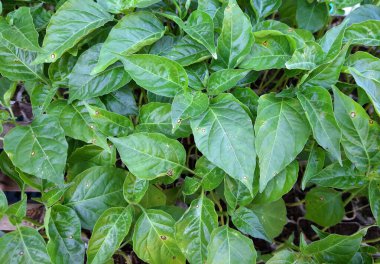 Bahçede yaprak demeti 