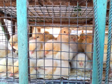 Tavuk kümesinde bir grup piliç