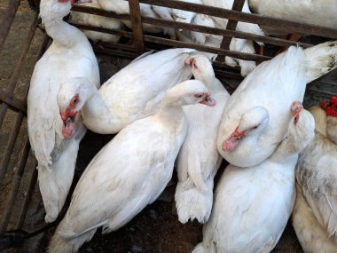 Kafesteki beyaz ördek sürüsü