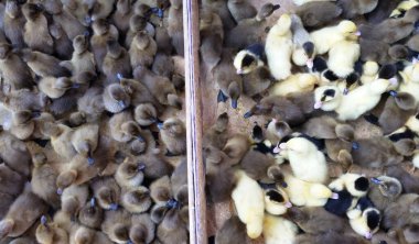 Yukarıdan görülen bir kümes hayvanı sürüsü.