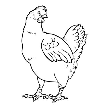 tavuklu çizim vektör illüstrasyonu üst görünüm resimleri