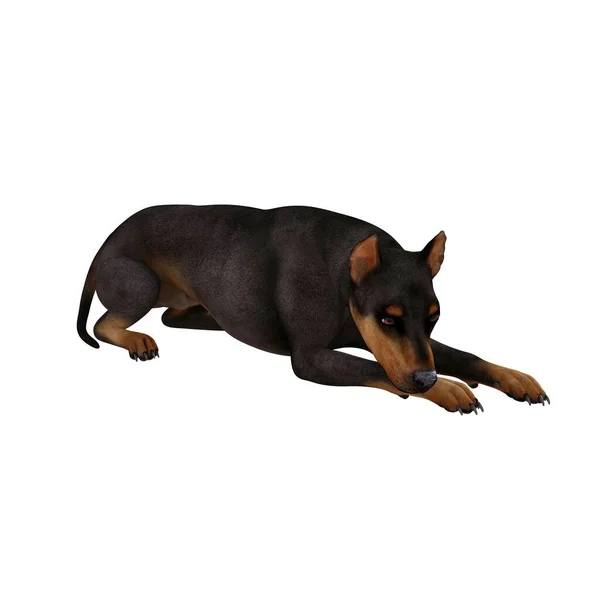 3D render, illustration, doberman pinscher dog