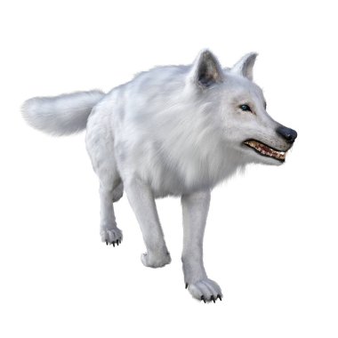 3D Render illustration of white wolf