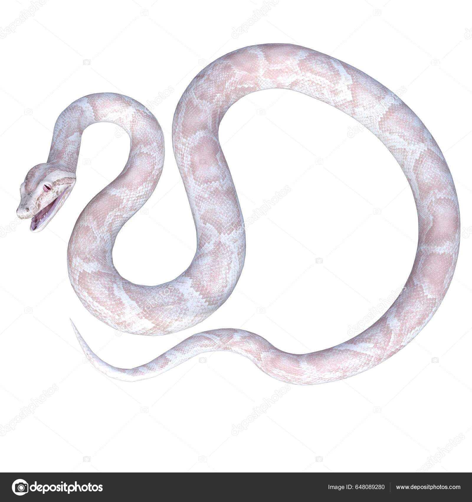 Render Illustration White Pink Albino Python — Stock Photo ...