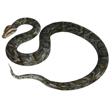 3D render, illustration, brown python clipart