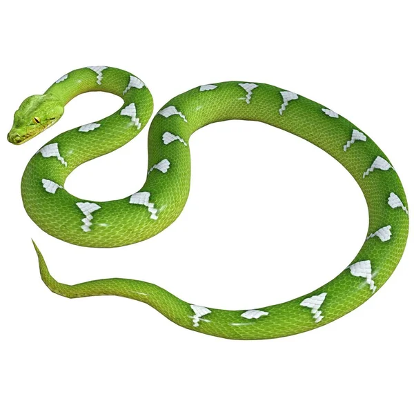 3D渲染 绿色和白色蟒蛇 — 图库照片