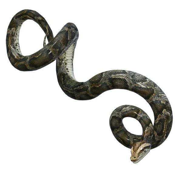 3D渲染 褐色蟒蛇 — 图库照片