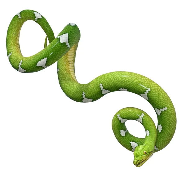3Dレンダリング イラスト 緑と白のPython — ストック写真