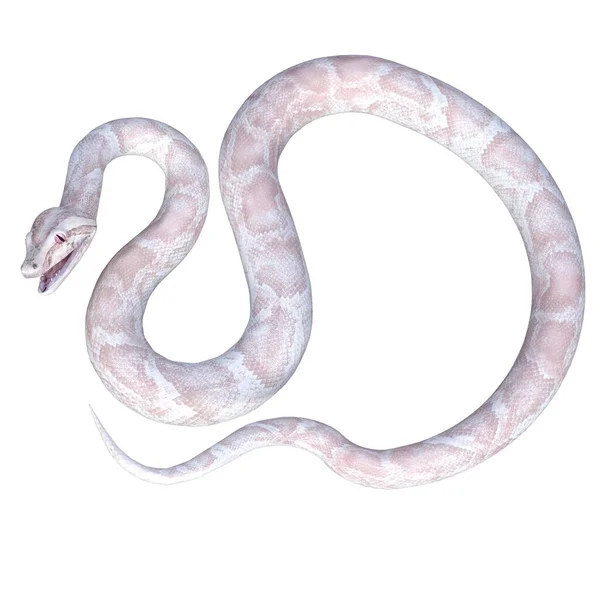 3D渲染 白色和粉色白化病蟒蛇 — 图库照片