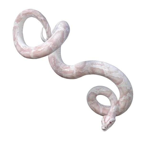 Render Illustration White Pink Albino Python — Stock Photo, Image