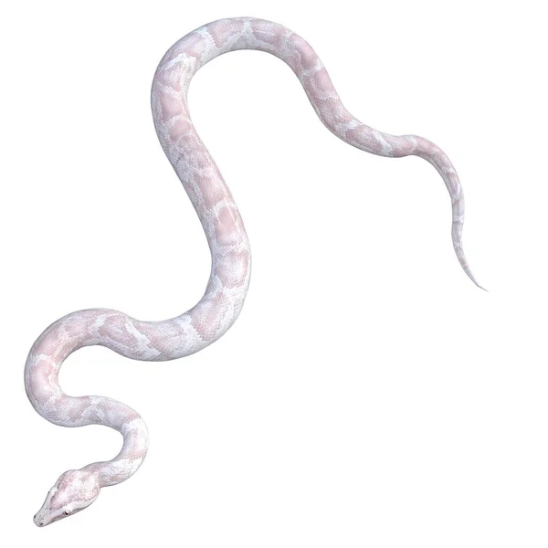 3D渲染 白色和粉色白化病蟒蛇 — 图库照片