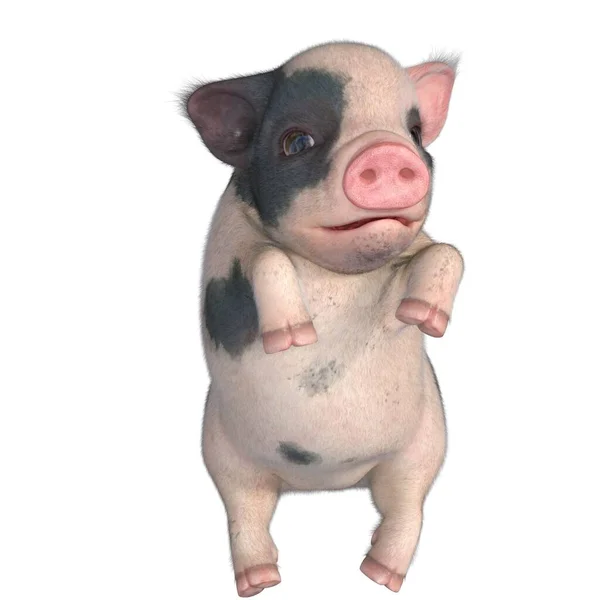 3D渲染 可爱的小猪斑点 — 图库照片