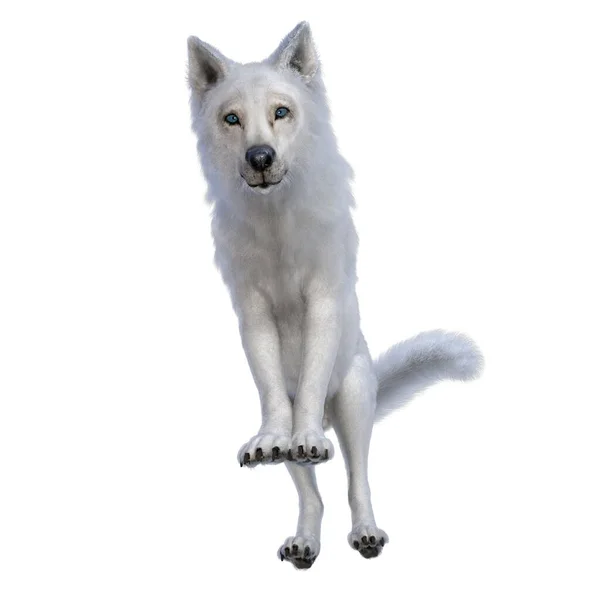 Рендеринг Иллюстрация Белый Волк — стоковое фото