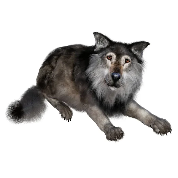 3D渲染 棕色狼 — 图库照片
