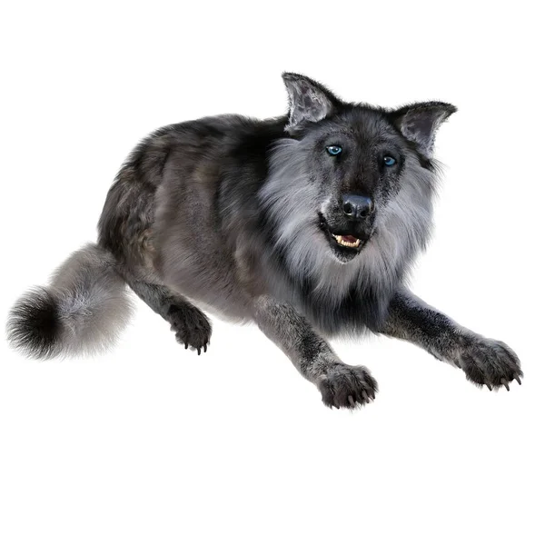 Vykreslování Ilustrace Šedý Wolf — Stock fotografie