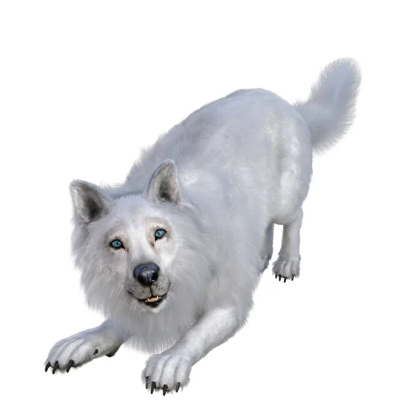 Render Illustratie Witte Wolf — Stockfoto