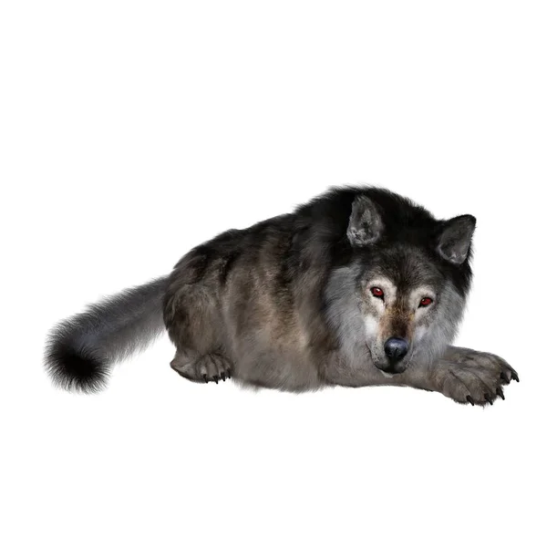 Vykreslování Ilustrace Hnědá Wolf — Stock fotografie