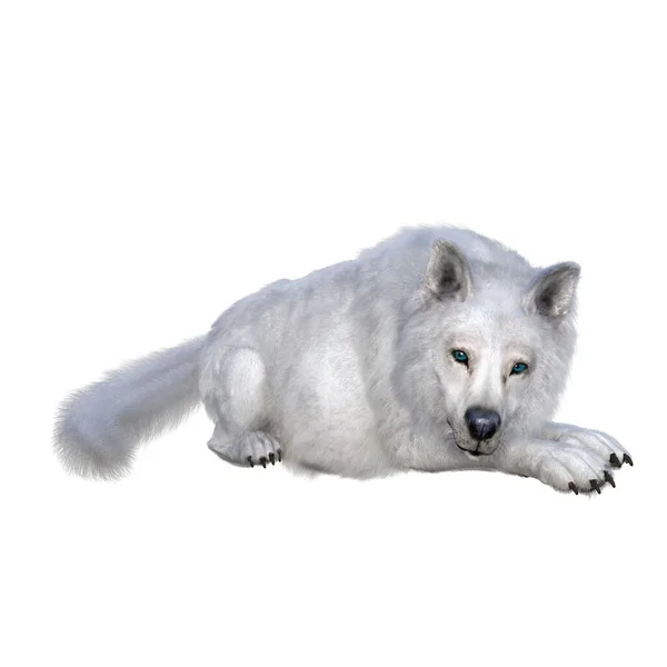 Render Εικονογράφηση Λευκός Λύκος — Φωτογραφία Αρχείου