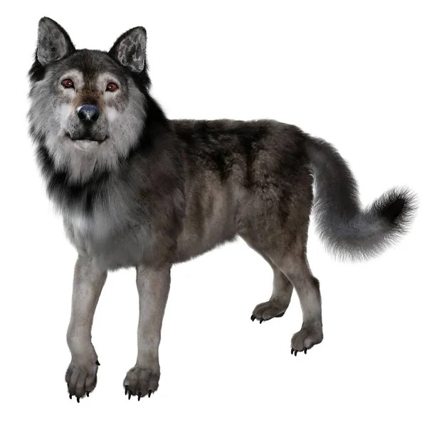 Vykreslování Ilustrace Hnědá Wolf — Stock fotografie