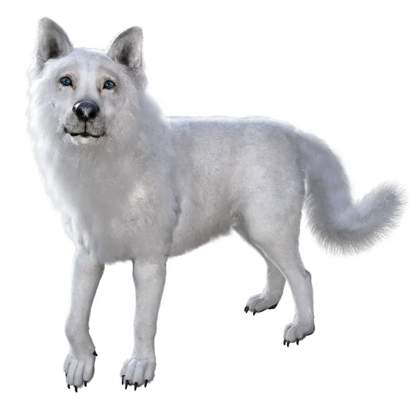 Vykreslení Ilustrace Bílý Wolf — Stock fotografie