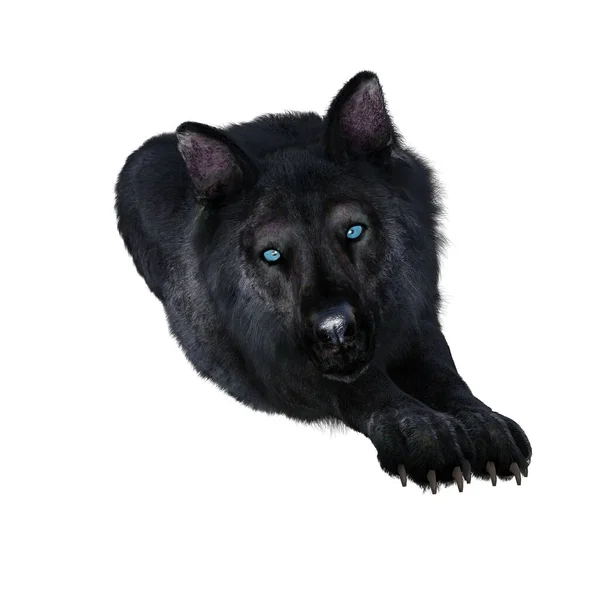Vykreslování Ilustrace Černý Wolf — Stock fotografie