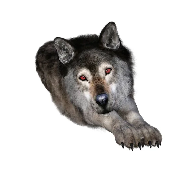 Рендеринг Иллюстрация Коричневый Волк — стоковое фото
