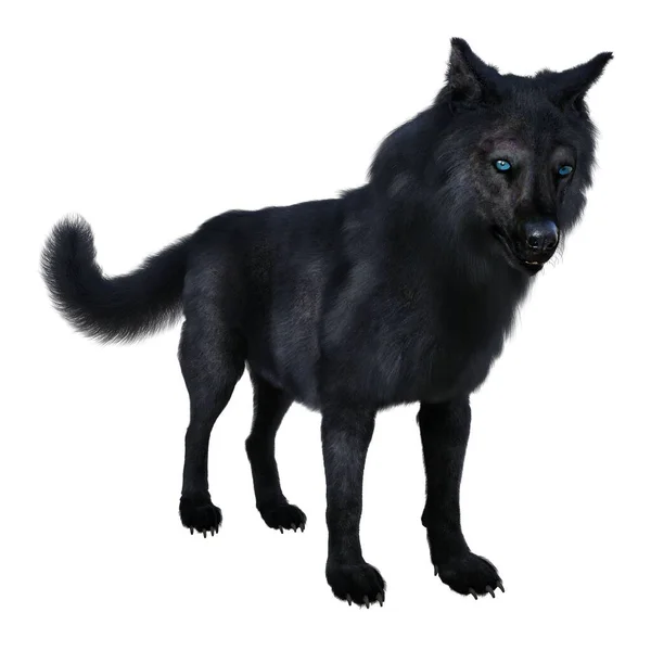 Render Illustration Black Wolf — Stock Photo, Image