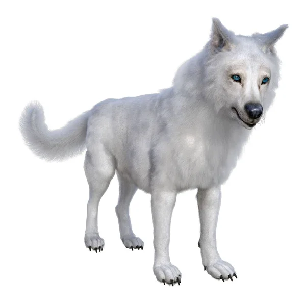3D渲染 白色狼 — 图库照片