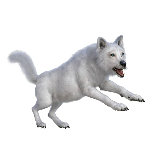 Renderer Illustration Weißer Wolf — Stockfoto