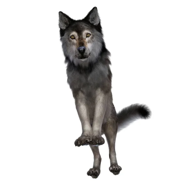 Renderização Ilustração Marrom Wolf — Fotografia de Stock