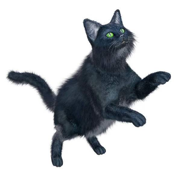 Render Illustratie Zwarte Kat Lang Haar — Stockfoto