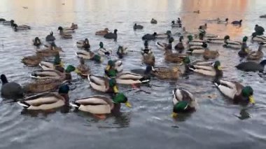 Flock of wild ducks swim in pond lake in the citys public park in winter. Migration of birds. Ducks and birds in the park waiting for food from people. Bird feeding in winter outdoors