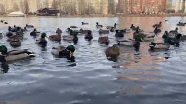 Flock of wild ducks swim in pond lake in the citys public park in winter. Migration of birds. Ducks and birds in the park waiting for food from people. Bird feeding in winter outdoors