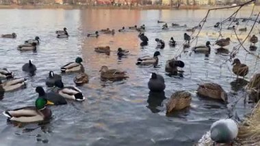 Flock of wild ducks swim in pond lake in the citys public park in winter. Migration of birds. Ducks and birds in the park waiting for food from people. Bird feeding in winter outdoors