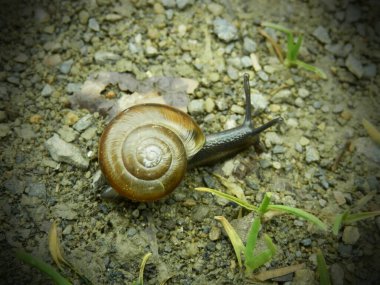 Snail Closeup on Rugged Ground Outdoors. Wildlife