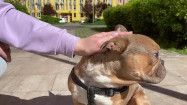 Tanımlanamayan kadın eli, güneşli bir sabahta dışarıda sevimli küçük bir köpeği okşuyor. Sevecen bir evcil ebeveyn tarafından okşanmış yakından kahverengi Fransız Bulldog 'u. Şehir binaları, arka plandaki yerleşim alanları.