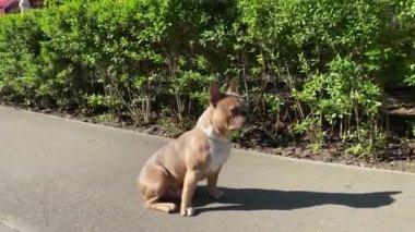 Kahverengi Fransız Bulldog 'u güneşli bir sabahta iskan alanındaki kaldırımda oturuyor. Dışarıda evcil hayvan sahibini bekleyen sevimli itaatkar köpek. Arka planda yeşil çalılıklar var. Çekim