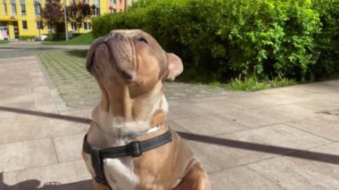 Kadın hayvan sahibi güneşli bir günde sevimli küçük köpeği azarlıyor. Sıradan giyinen genç ve çekici bir kadın evcil hayvanını açık havada sallıyor. Arka planda renkli binalar.