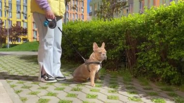 Sorumluluk sahibi genç bir evcil hayvan sahibi, köpeği gezdirirken biyolojik olarak bozunabilir atık torbasında köpek dışkısı topluyor. Şehir hayvanı yaşam tarzı. Sokakta evcil hayvanların pisliğini temizleyen bir kadın.