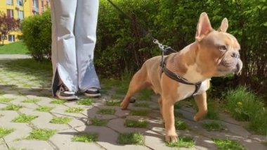 Değer veren genç bir kadın güneşli bir sabahta açık havada köpek kakası topluyor. Şehirde köpeğini gezdirirken evcil hayvanının pisliğini temizleyen sevimli bir kadın hayvan sahibi.