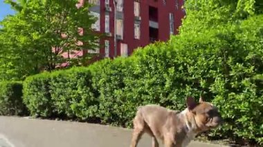 Güneşli bir günde şehir parkında koşan genç bir köpek. Fransız Buldog 'u sokakta gezmekten zevk alıyor. Evcil hayvan konsepti. Arka planda renkli binalar.