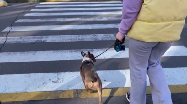 Dikiz aynasındaki kadın yaya geçidinde sabah köpeğinin tasmasıyla karşıdan karşıya geçiyor. Şehirde köpeği gezdiren genç bir kadın. Kahverengi Fransız Bulldog, şehir içinde dolaşırken hayvan sahibinin yanına gidiyor.