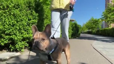 Güneşli bir günde şehrin patikasında köpeğini gezdiren düşük seviyeli bir kasaba kadını. Yakın çekimde köpek ağızlığı var. Güzel bir hayvan sabah parka giderken kameraya yakalanmış. Kentsel yaşam tarzı