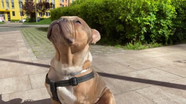 Propietaria Mascotas Regañando Adorable Perro Pequeño Día Soleado Encantadora Mujer — Vídeo de stock