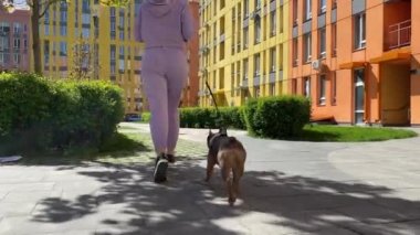Alçak açı, genç kadın, mor spor kıyafetleri içinde güneşli bir sabah, şehirde yürüyüş yapan bir köpek. Dışarıda evcil hayvan besleyen sağlıklı bir evcil hayvan sahibi. Şehir yaşam tarzı konsepti