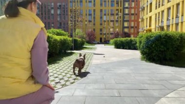 Arka manzara bayan evcil hayvan sahibi açık havada aktif kahverengi Fransız Bulldog 'unu oynuyor. Çömelmiş genç bir kadın güneşli bir sabahta küçük mutlu köpeğe top atıyor. Evcil hayvan konsepti. Şehir yaşam tarzı